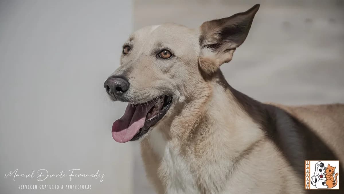 Cava, male Podenco for adoption at UPRODEA (Unión Protectora de Animales) — photo 7 of 8