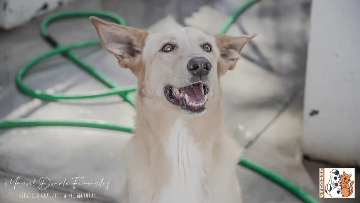 Cava, male Podenco for adoption at UPRODEA (Unión Protectora de Animales) — photo 8 of 8