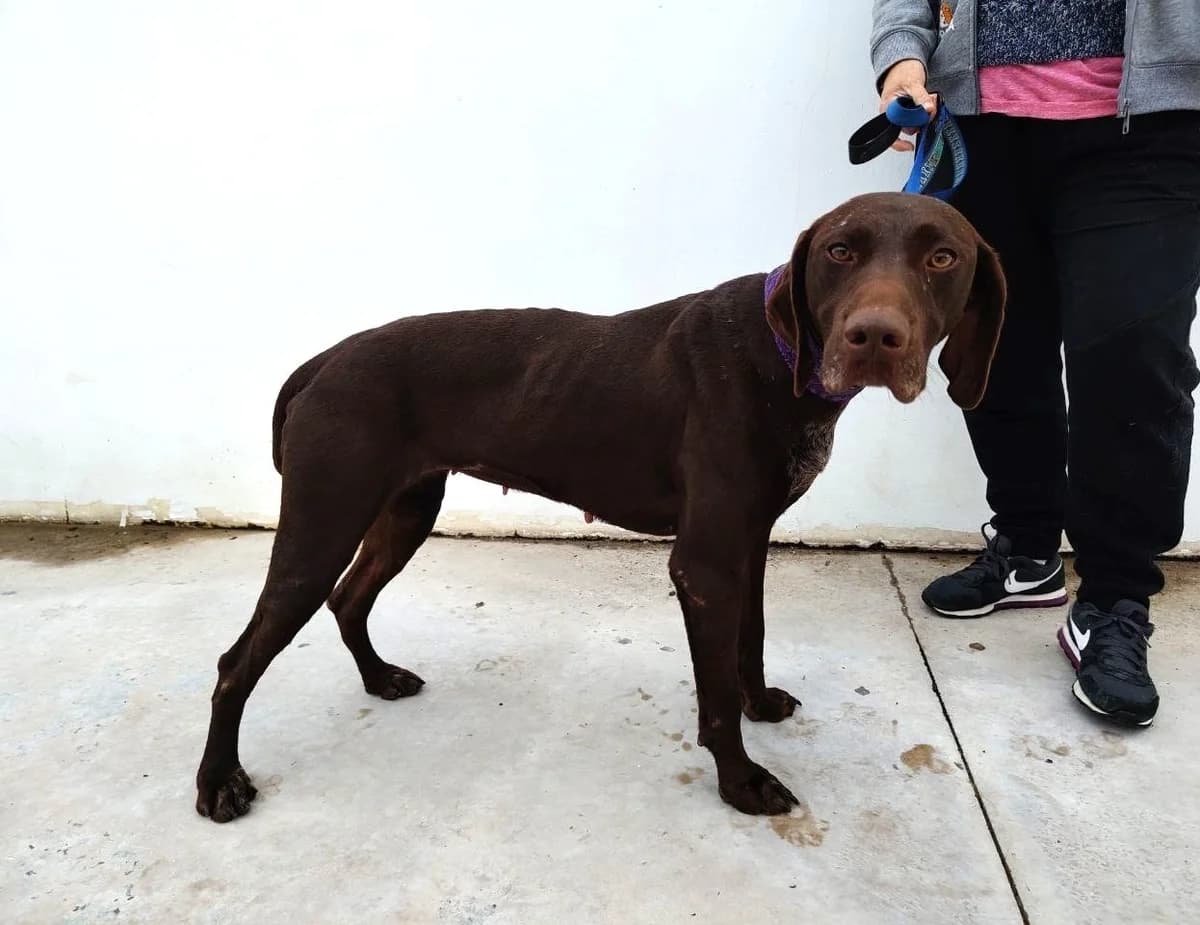 Elphaba, female young mixed breed for adoption at UPRODEA (Unión Protectora de Animales)