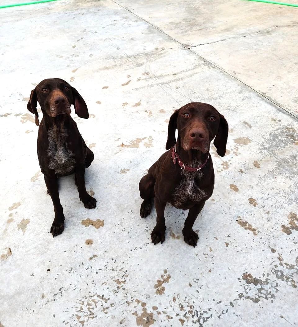 Elphaba, female mixed breed for adoption at UPRODEA (Unión Protectora de Animales) — photo 2 of 10