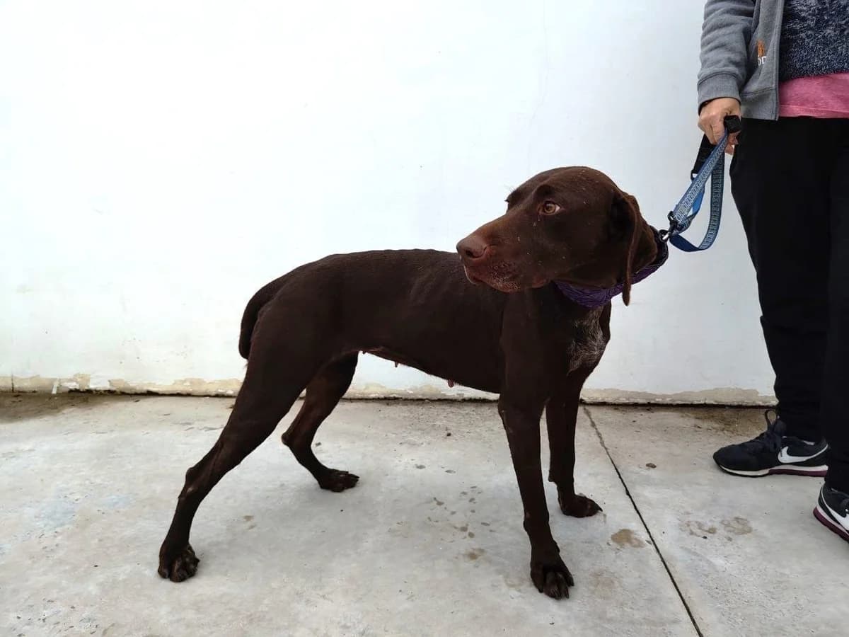 Elphaba, female mixed breed for adoption at UPRODEA (Unión Protectora de Animales) — photo 3 of 10