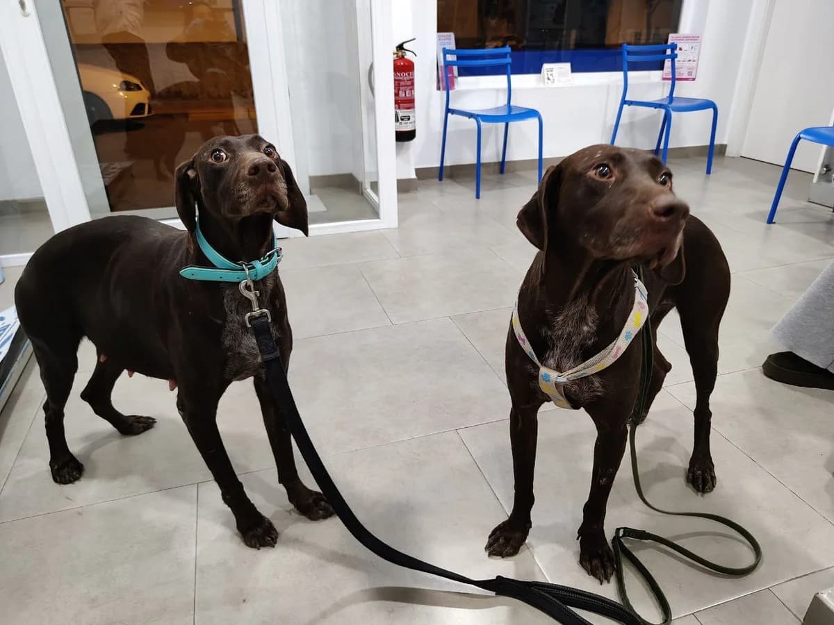 Elphaba, female mixed breed for adoption at UPRODEA (Unión Protectora de Animales) — photo 4 of 10