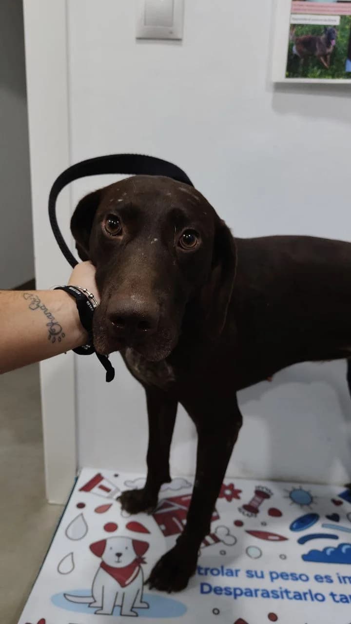 Elphaba, female mixed breed for adoption at UPRODEA (Unión Protectora de Animales) — photo 5 of 10