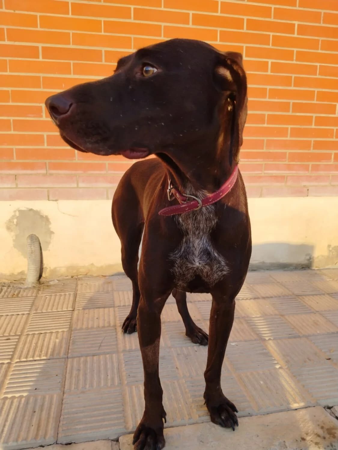 Elphaba, female mixed breed for adoption at UPRODEA (Unión Protectora de Animales) — photo 6 of 10