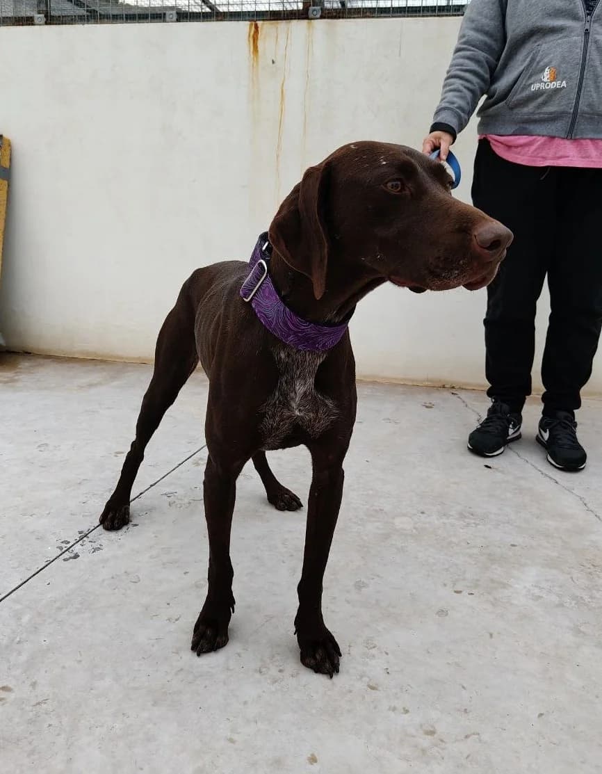 Elphaba, female mixed breed for adoption at UPRODEA (Unión Protectora de Animales) — photo 7 of 10