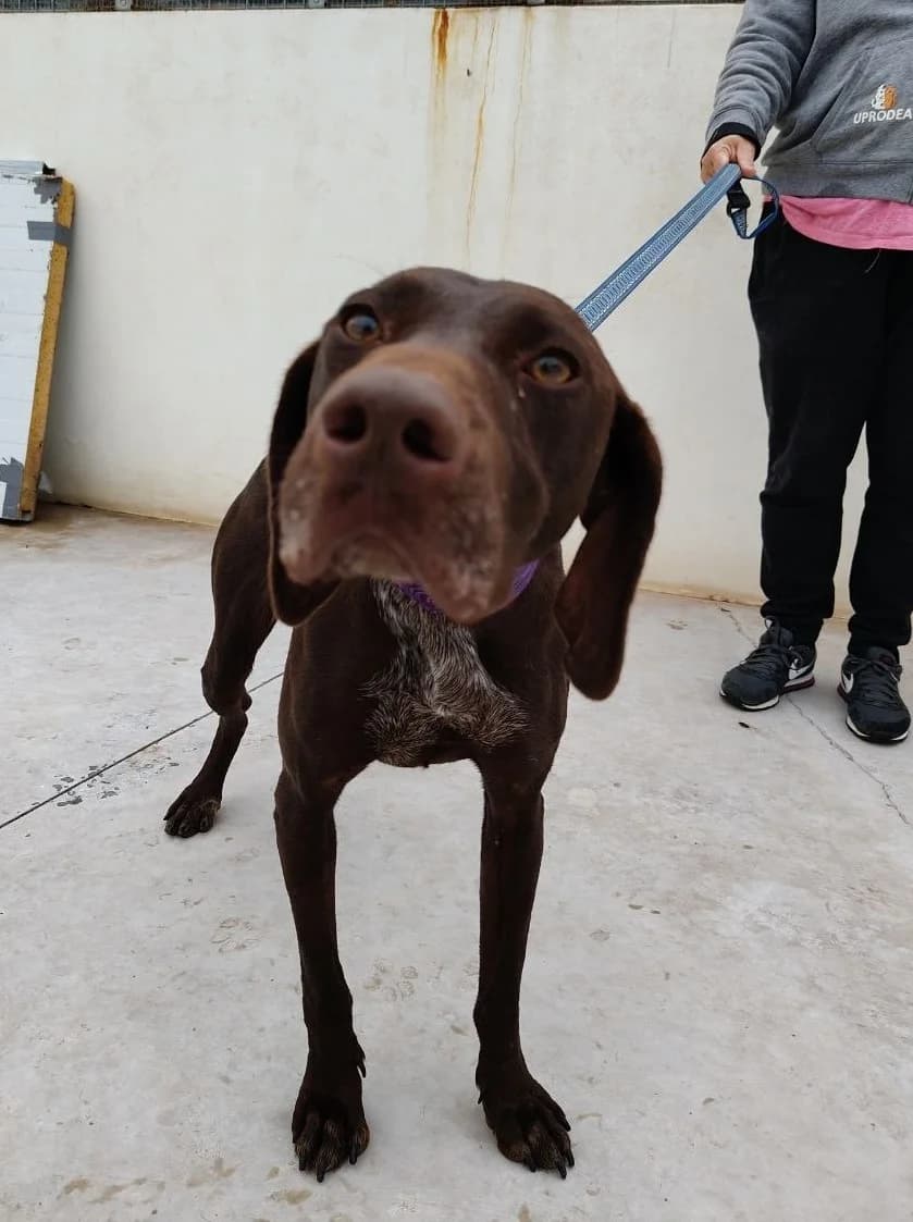 Elphaba, female mixed breed for adoption at UPRODEA (Unión Protectora de Animales) — photo 8 of 10