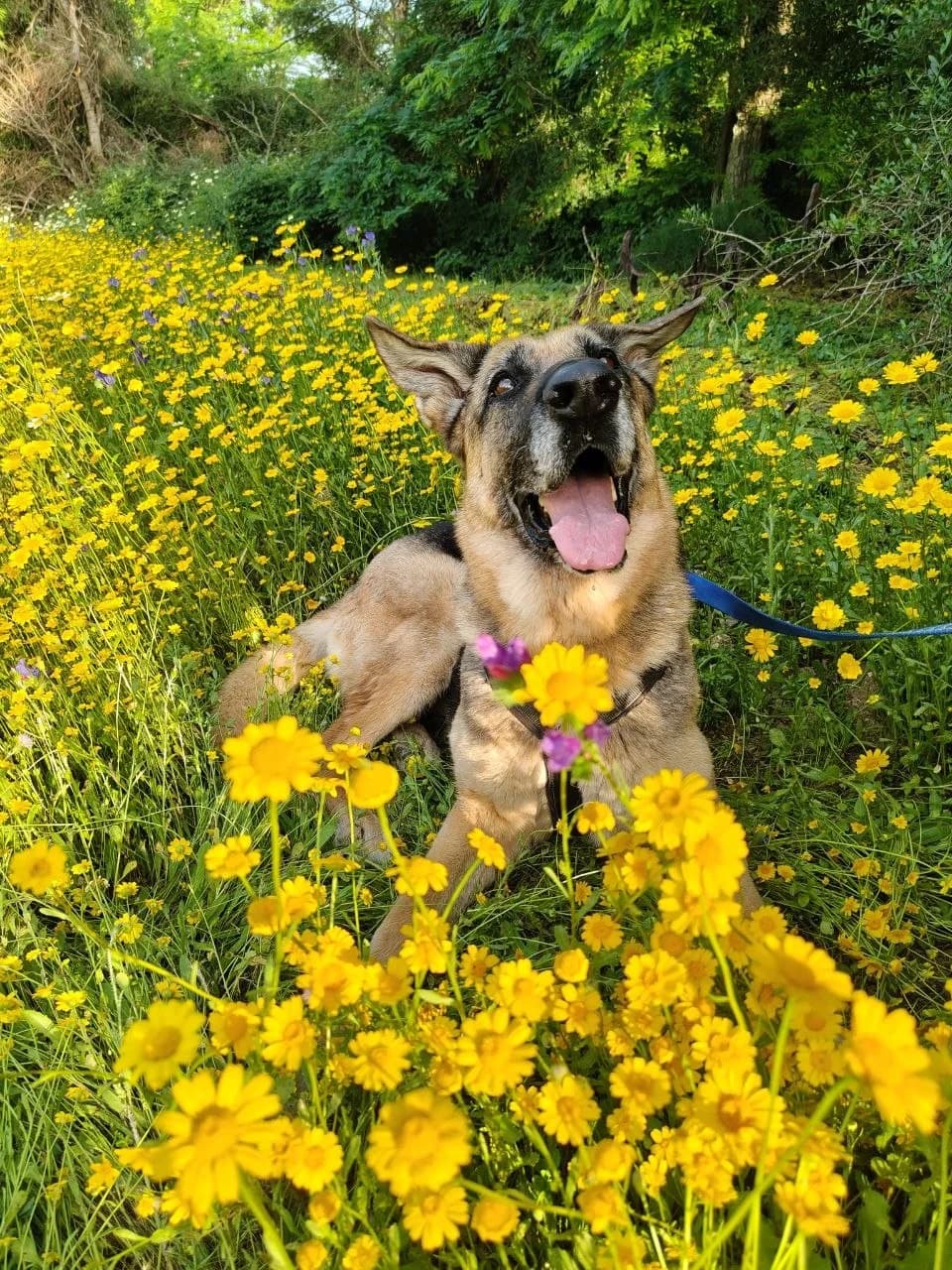 Estrella, female senior Mixed Breed for adoption at UPRODEA (Unión Protectora de Animales)
