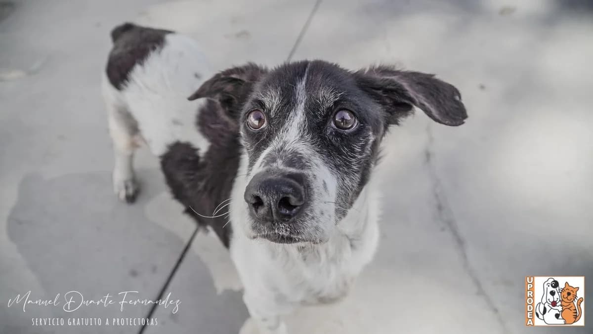 Fofi, male mixed breed for adoption at UPRODEA (Unión Protectora de Animales)