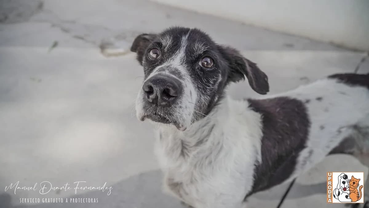 Fofi, male mixed breed for adoption at UPRODEA (Unión Protectora de Animales) — photo 2 of 9