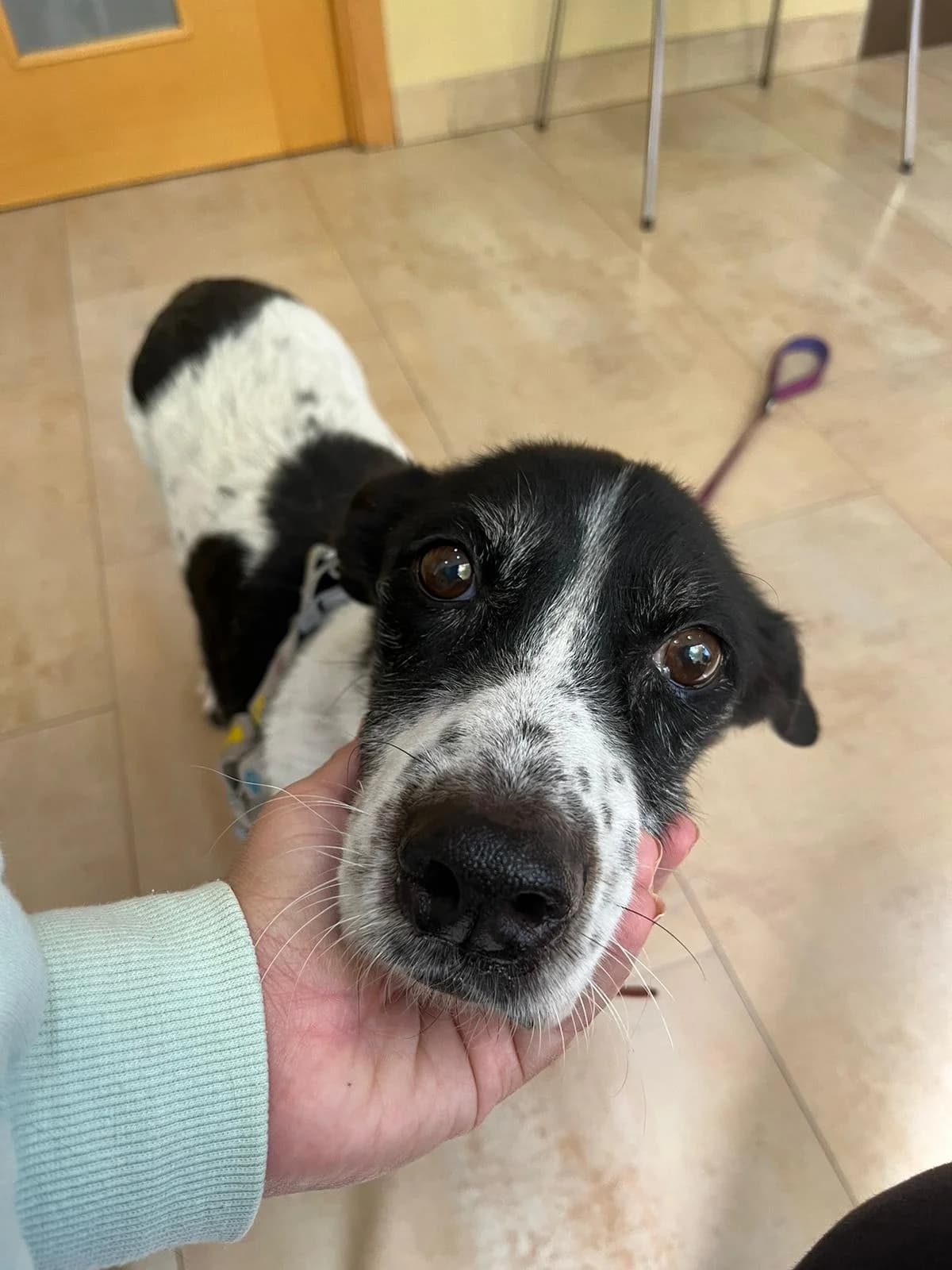 Fofi, male mixed breed for adoption at UPRODEA (Unión Protectora de Animales) — photo 3 of 9