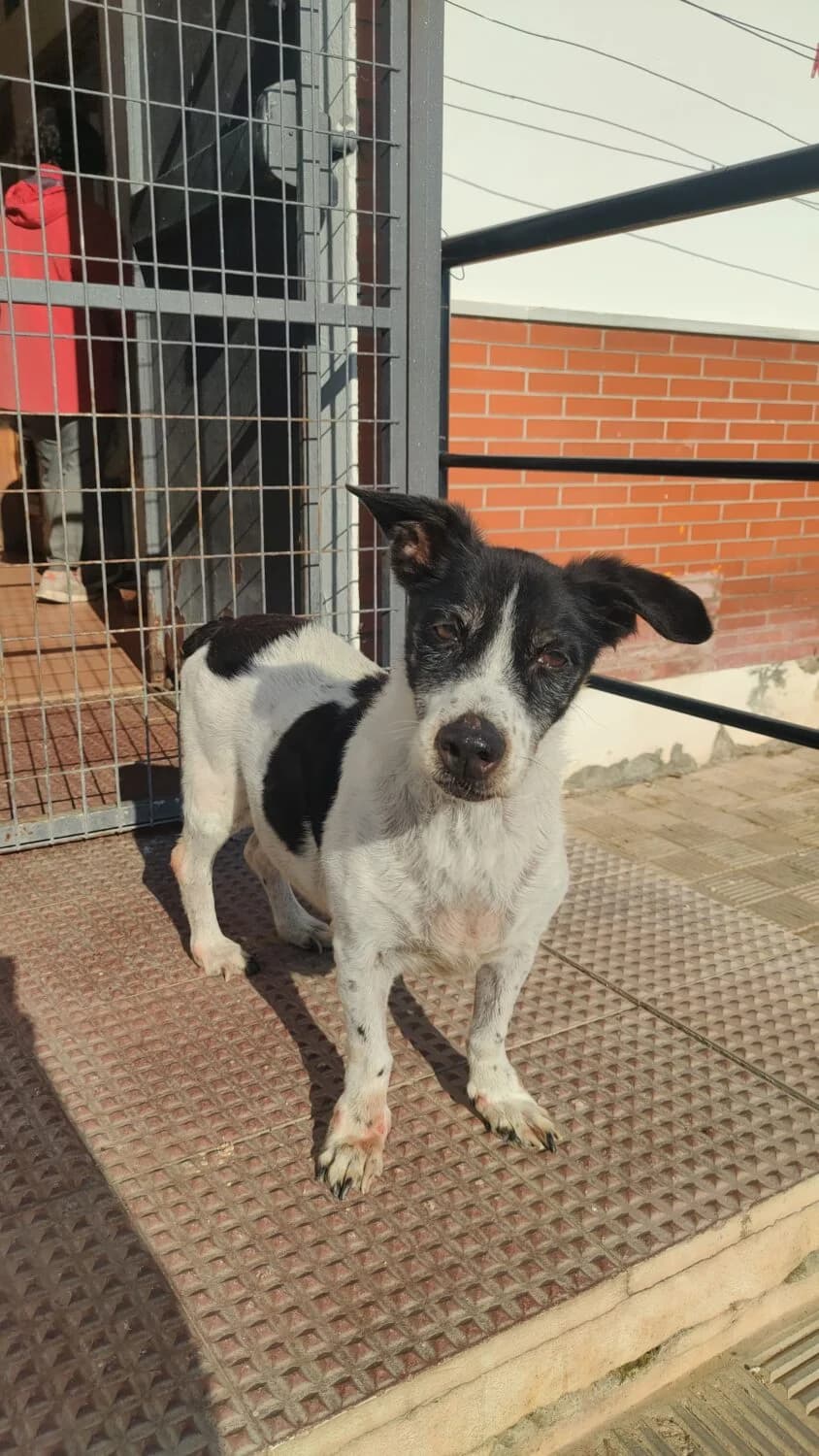 Fofi, male mixed breed for adoption at UPRODEA (Unión Protectora de Animales) — photo 4 of 9