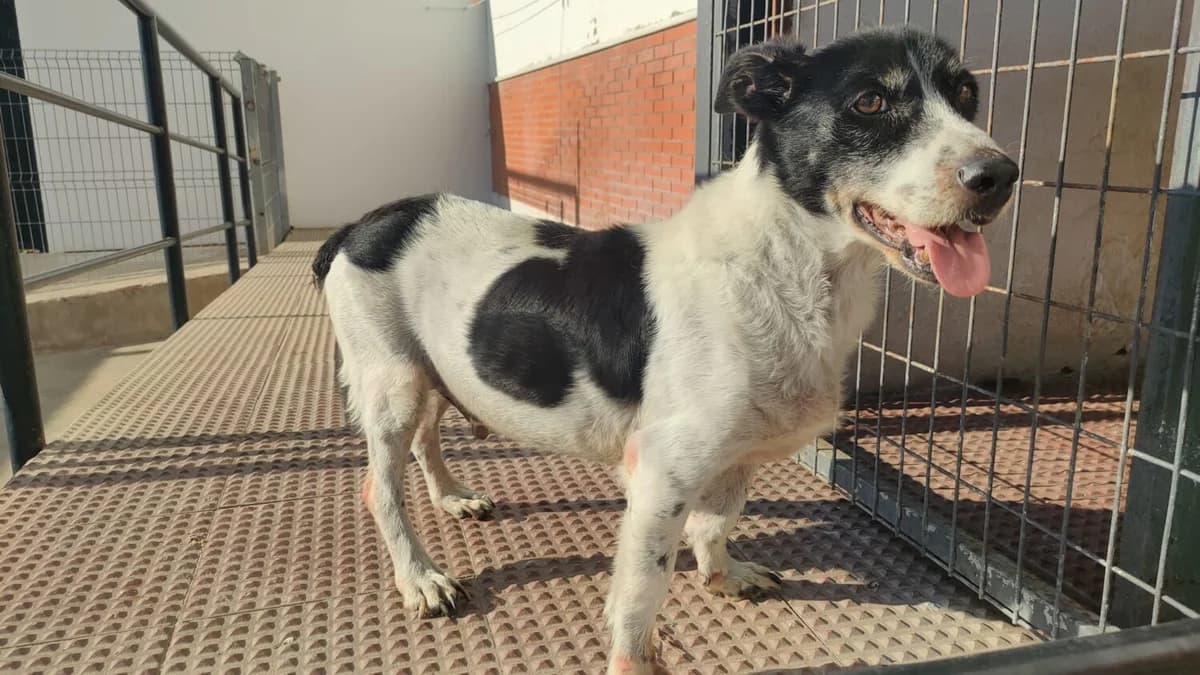 Fofi, male mixed breed for adoption at UPRODEA (Unión Protectora de Animales) — photo 5 of 9