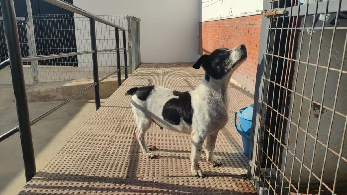 Fofi, male mixed breed for adoption at UPRODEA (Unión Protectora de Animales) — photo 6 of 9