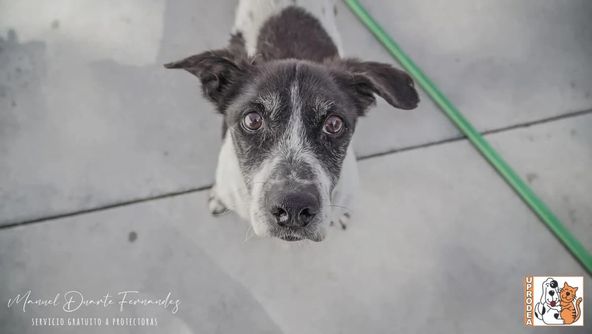 Fofi, male mixed breed for adoption at UPRODEA (Unión Protectora de Animales) — photo 7 of 9