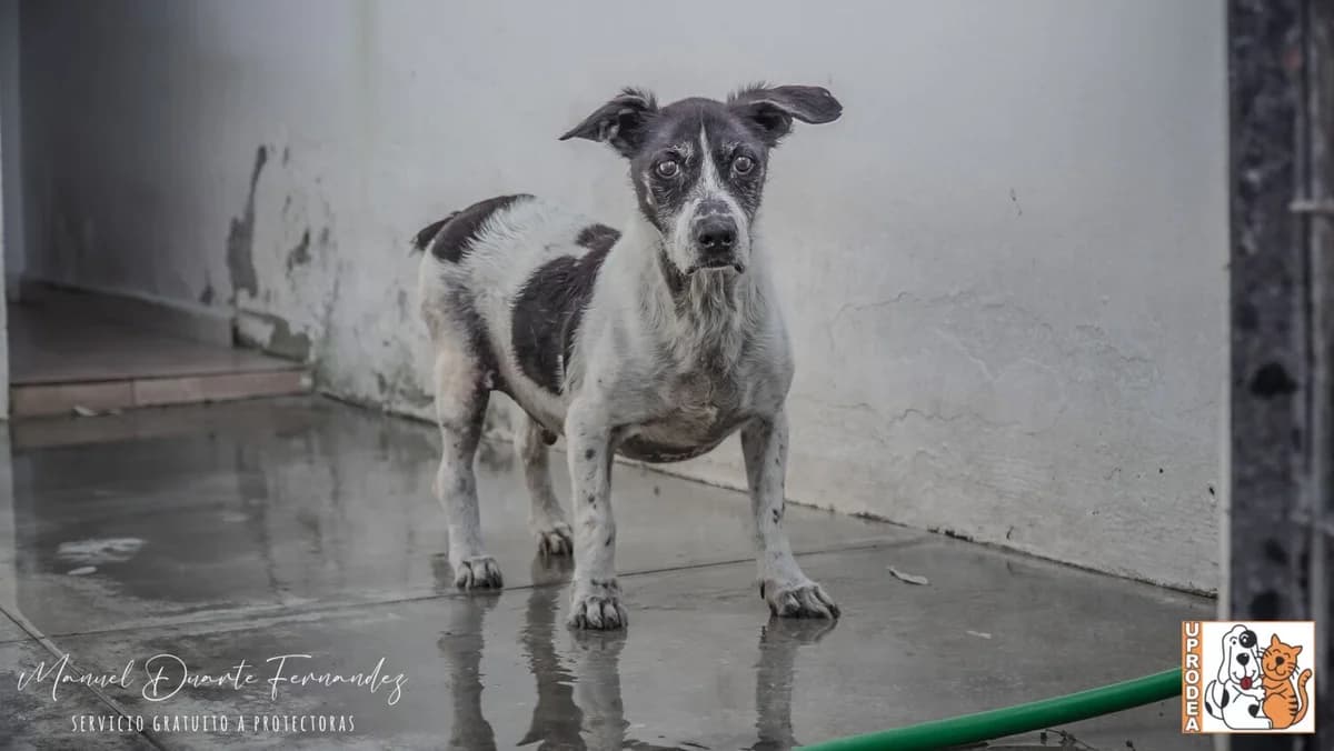 Fofi, male mixed breed for adoption at UPRODEA (Unión Protectora de Animales) — photo 8 of 9