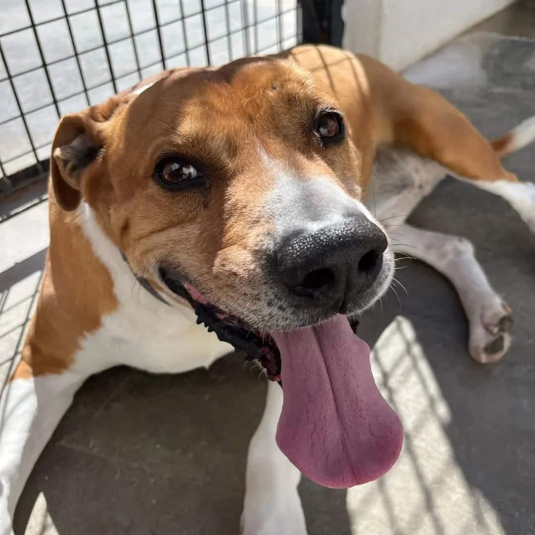 Frankie, male mixed breed for adoption at UPRODEA (Unión Protectora de Animales) — photo 2 of 8