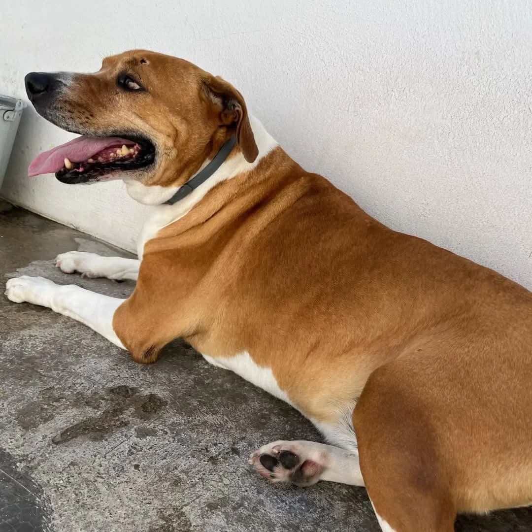 Frankie, male mixed breed for adoption at UPRODEA (Unión Protectora de Animales) — photo 3 of 8