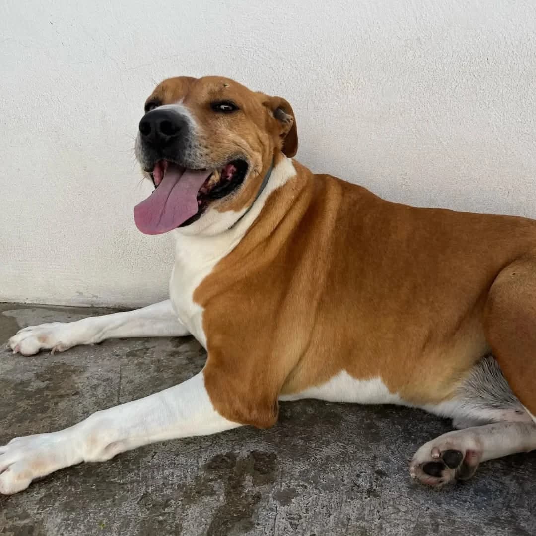 Frankie, male mixed breed for adoption at UPRODEA (Unión Protectora de Animales) — photo 4 of 8