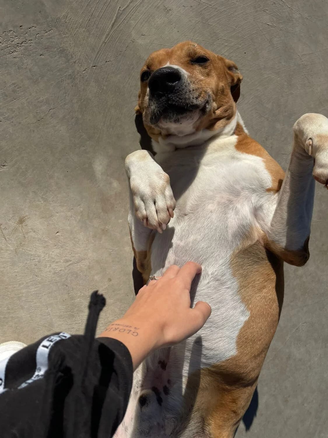 Frankie, male mixed breed for adoption at UPRODEA (Unión Protectora de Animales) — photo 5 of 8