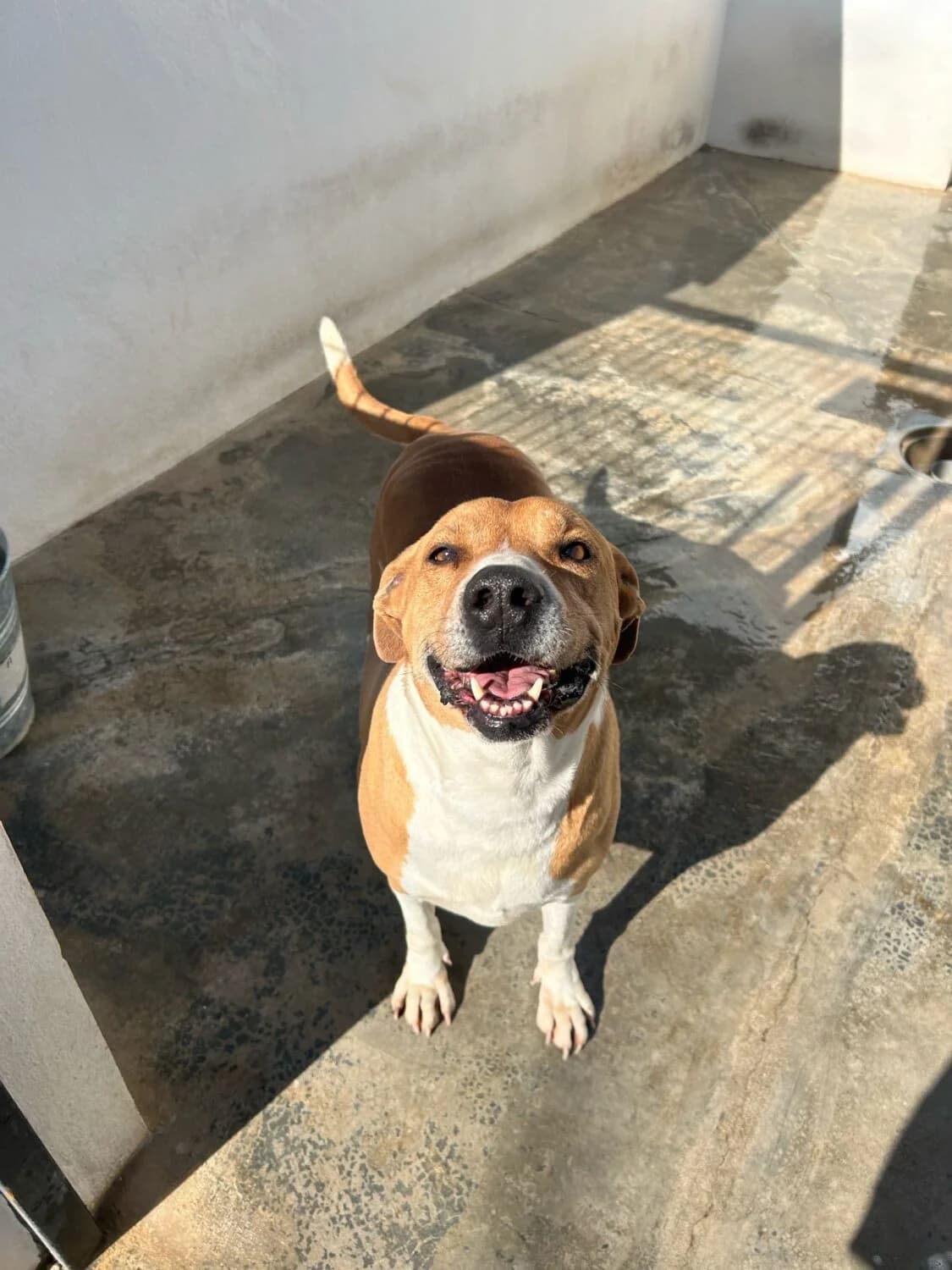 Frankie, male mixed breed for adoption at UPRODEA (Unión Protectora de Animales) — photo 6 of 8