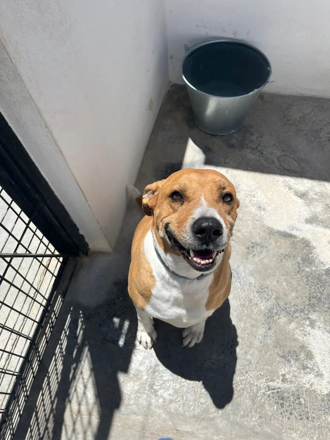 Frankie, male mixed breed for adoption at UPRODEA (Unión Protectora de Animales) — photo 7 of 8