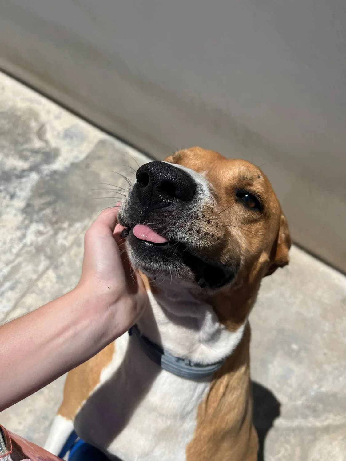 Frankie, male mixed breed for adoption at UPRODEA (Unión Protectora de Animales) — photo 8 of 8