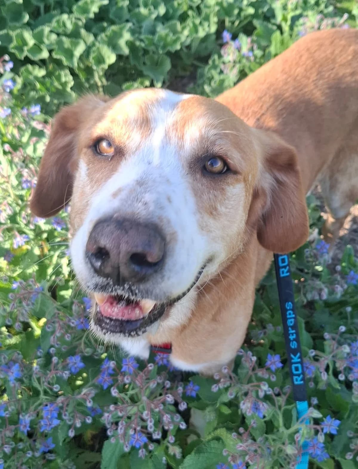 Gaspar, male 5yo Mixed Breed for adoption at UPRODEA (Unión Protectora de Animales)