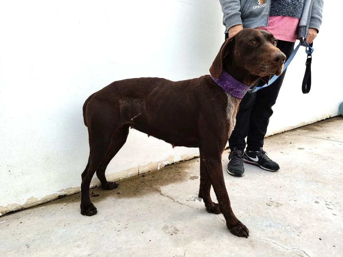 Glinda, female young mixed breed for adoption at UPRODEA (Unión Protectora de Animales)