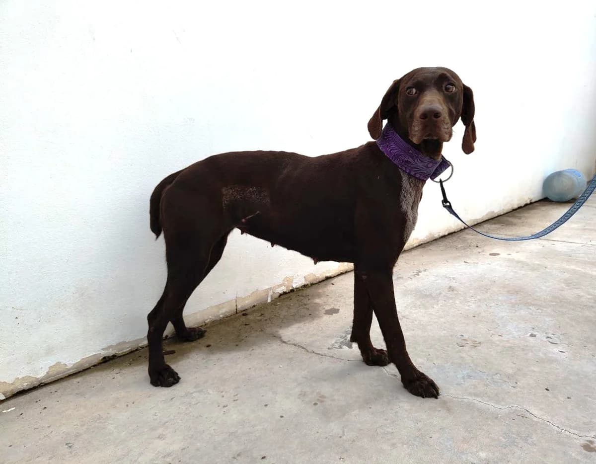 Glinda, female mixed breed for adoption at UPRODEA (Unión Protectora de Animales) — photo 2 of 11