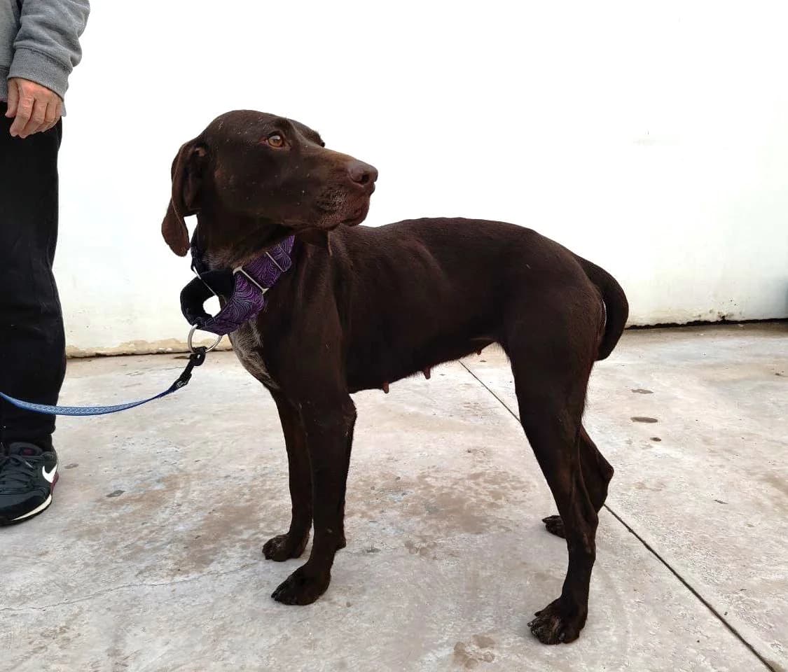 Glinda, female mixed breed for adoption at UPRODEA (Unión Protectora de Animales) — photo 4 of 11