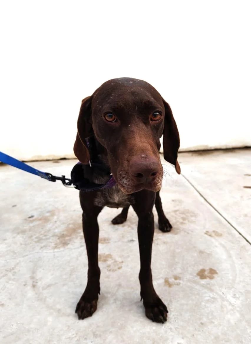 Glinda, female mixed breed for adoption at UPRODEA (Unión Protectora de Animales) — photo 5 of 11