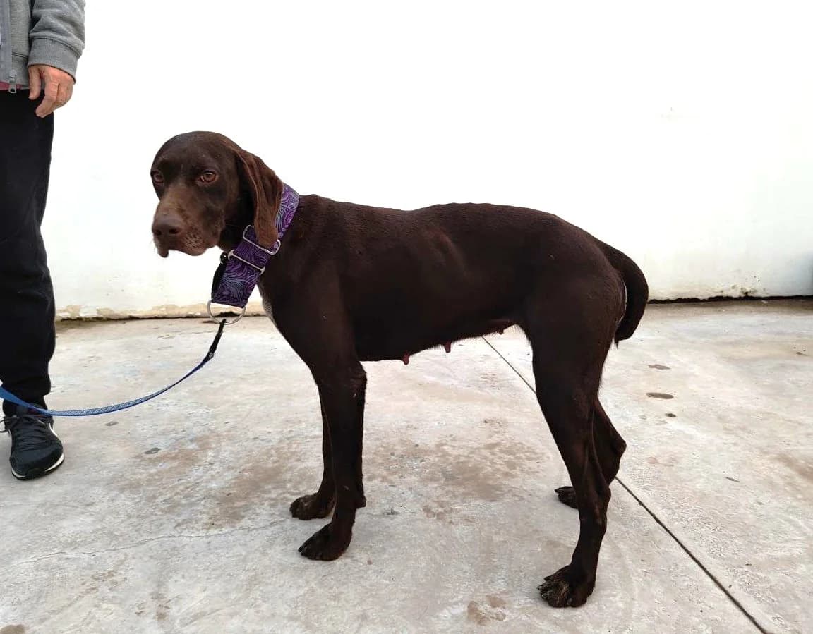 Glinda, female mixed breed for adoption at UPRODEA (Unión Protectora de Animales) — photo 6 of 11