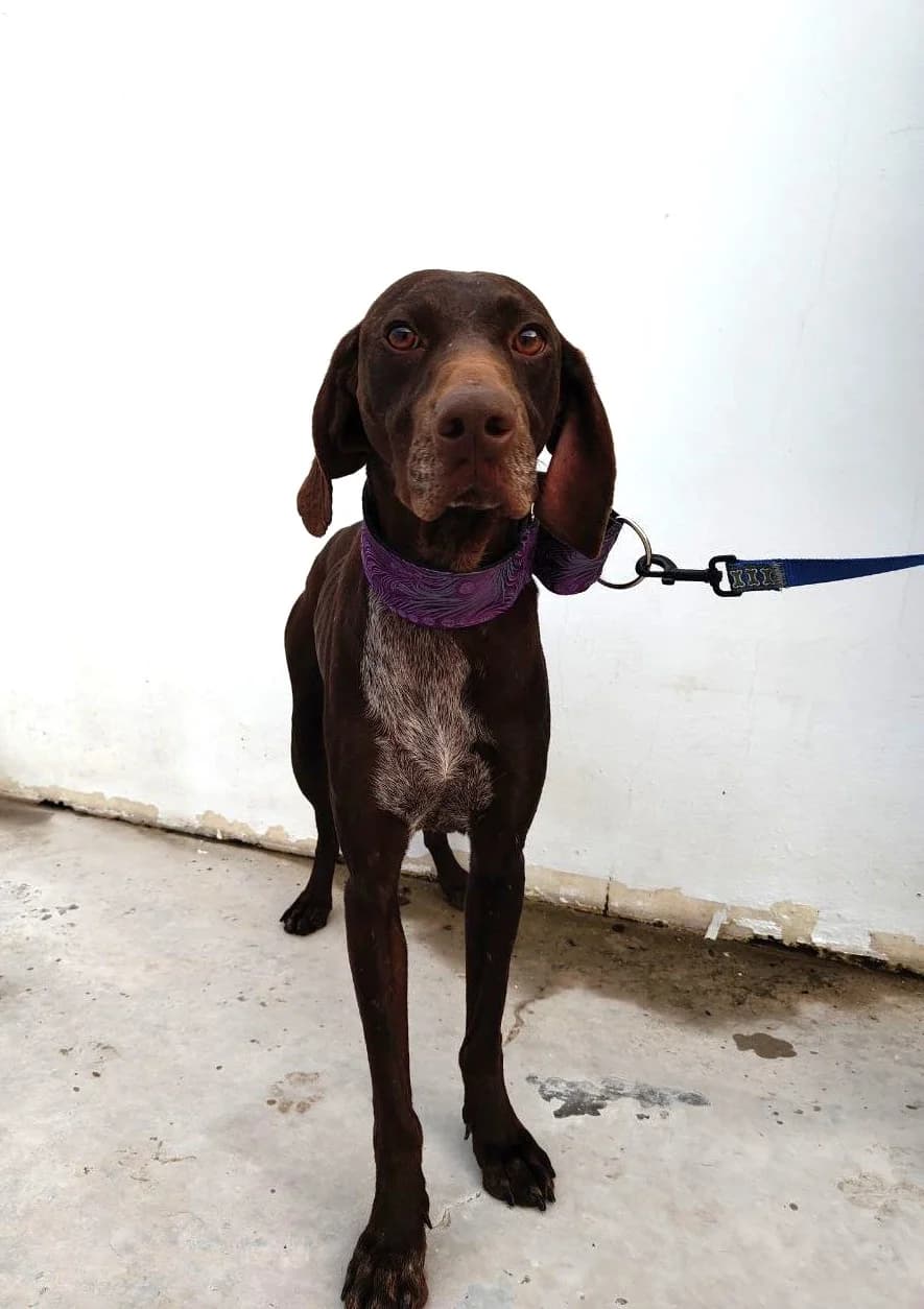 Glinda, female mixed breed for adoption at UPRODEA (Unión Protectora de Animales) — photo 7 of 11