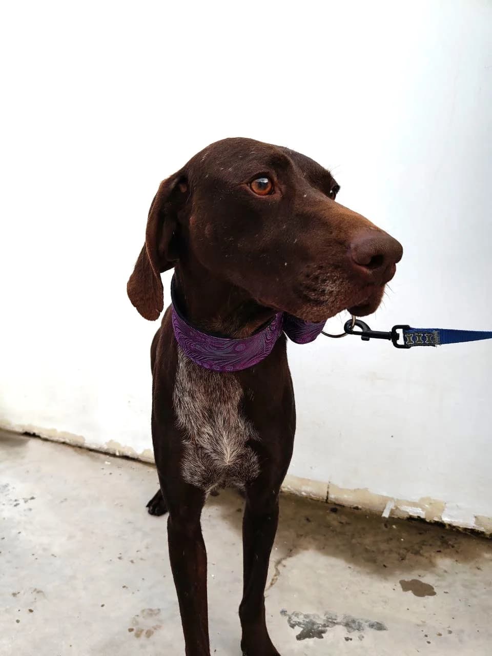 Glinda, female mixed breed for adoption at UPRODEA (Unión Protectora de Animales) — photo 8 of 11