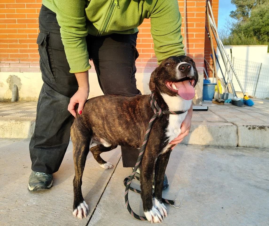 Gus, male young mixed breed for adoption at UPRODEA (Unión Protectora de Animales)