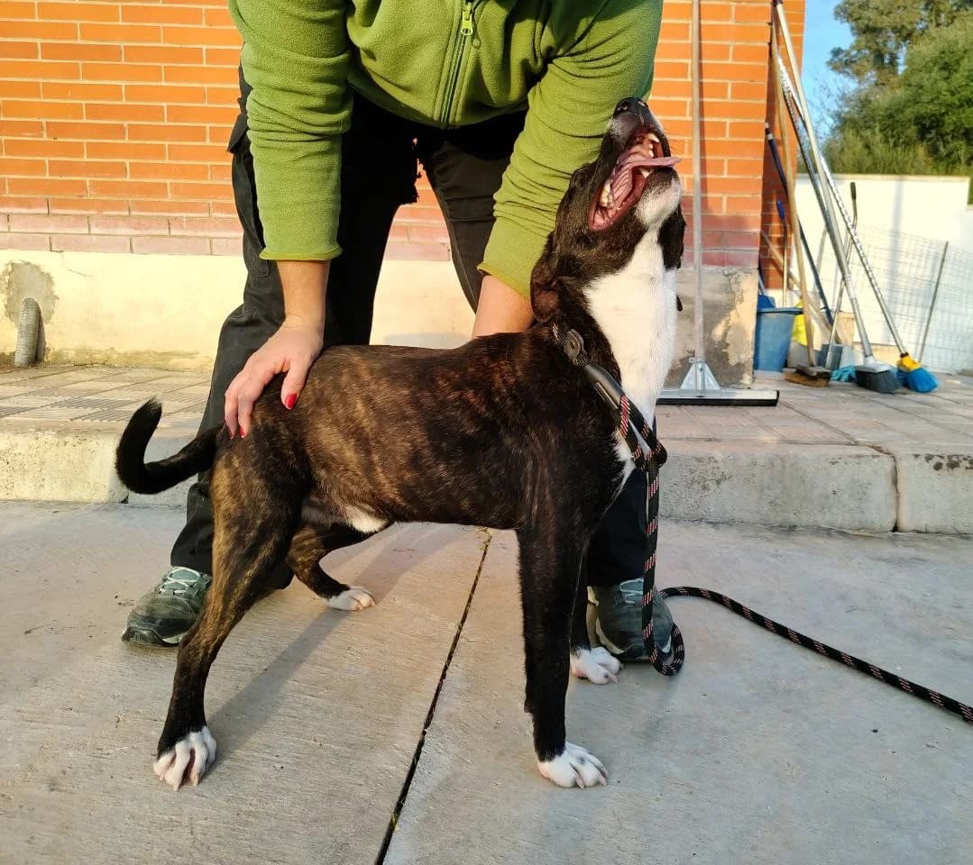 Gus, male mixed breed for adoption at UPRODEA (Unión Protectora de Animales) — photo 2 of 15