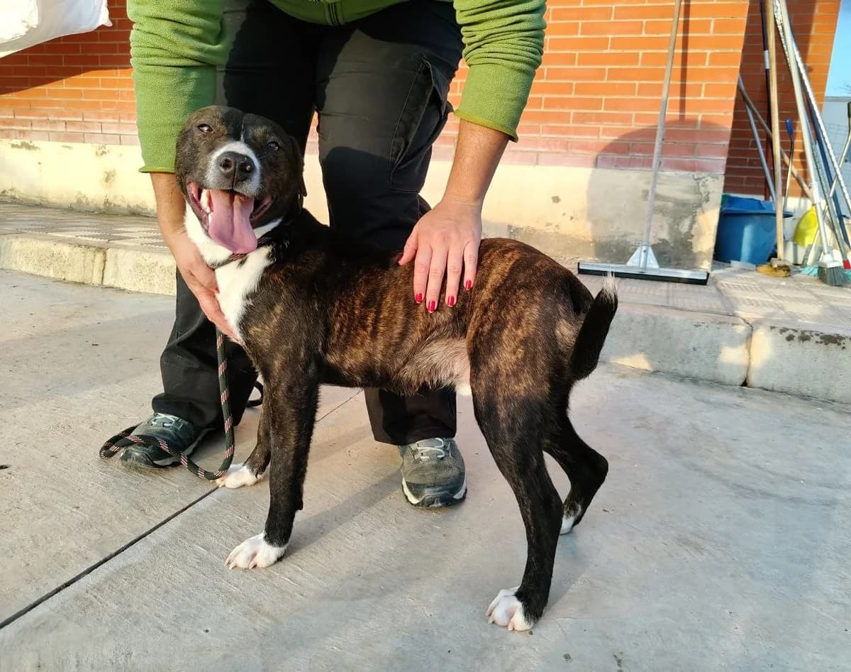 Gus, male mixed breed for adoption at UPRODEA (Unión Protectora de Animales) — photo 3 of 15