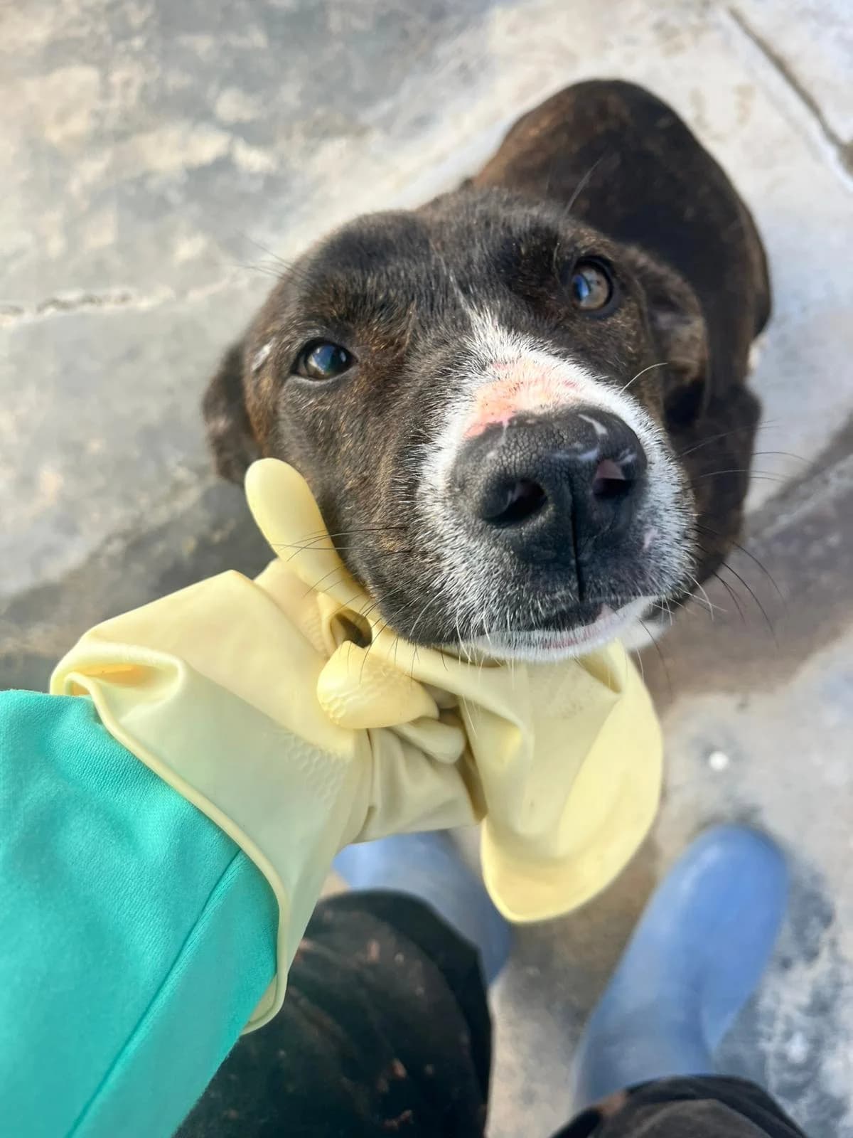 Gus, male mixed breed for adoption at UPRODEA (Unión Protectora de Animales) — photo 4 of 15