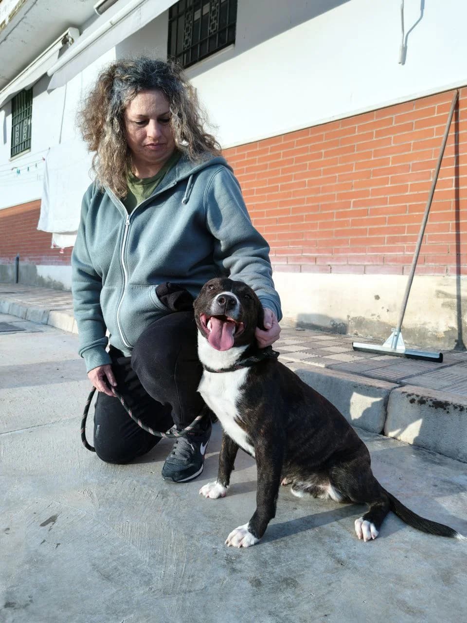 Gus, male mixed breed for adoption at UPRODEA (Unión Protectora de Animales) — photo 6 of 15