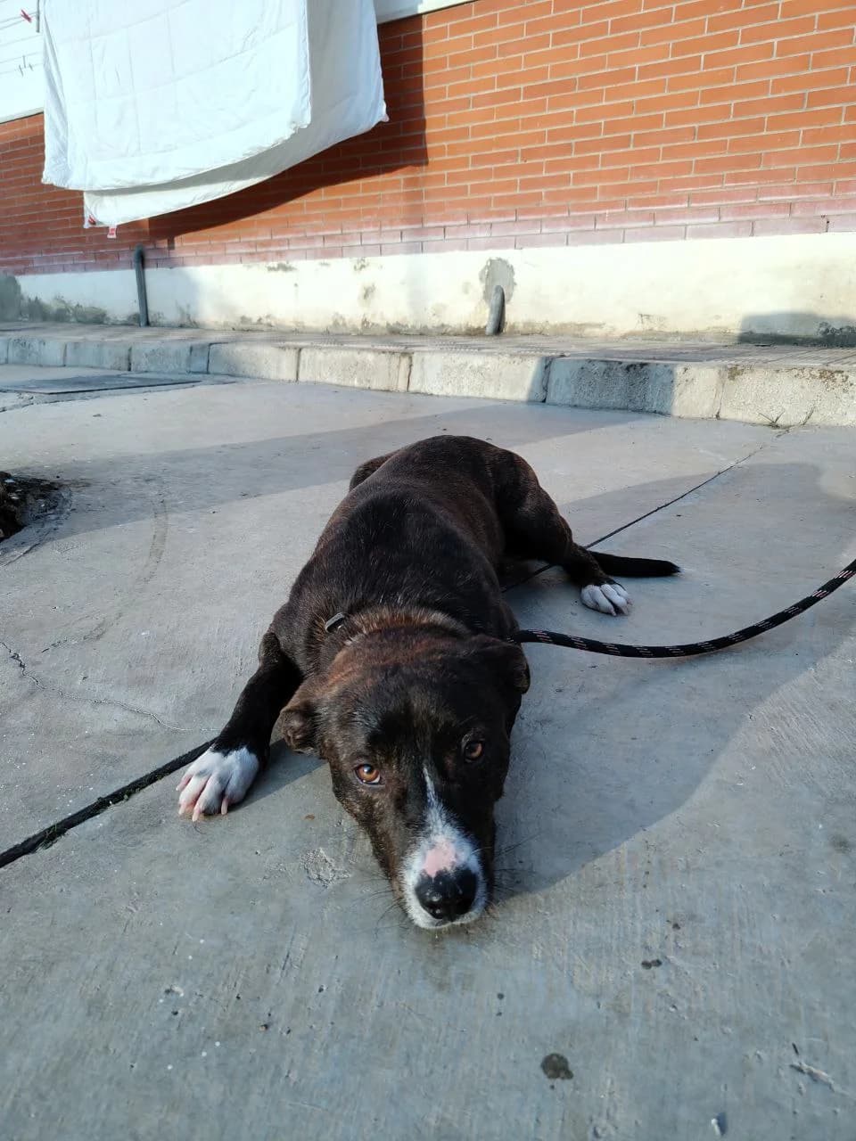 Gus, male mixed breed for adoption at UPRODEA (Unión Protectora de Animales) — photo 7 of 15