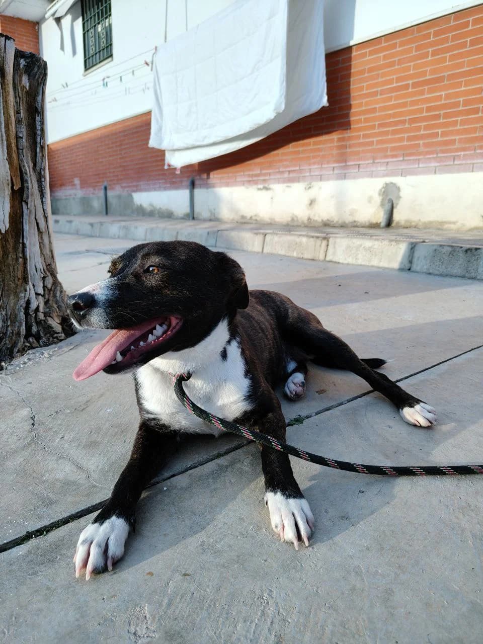 Gus, male mixed breed for adoption at UPRODEA (Unión Protectora de Animales) — photo 8 of 15