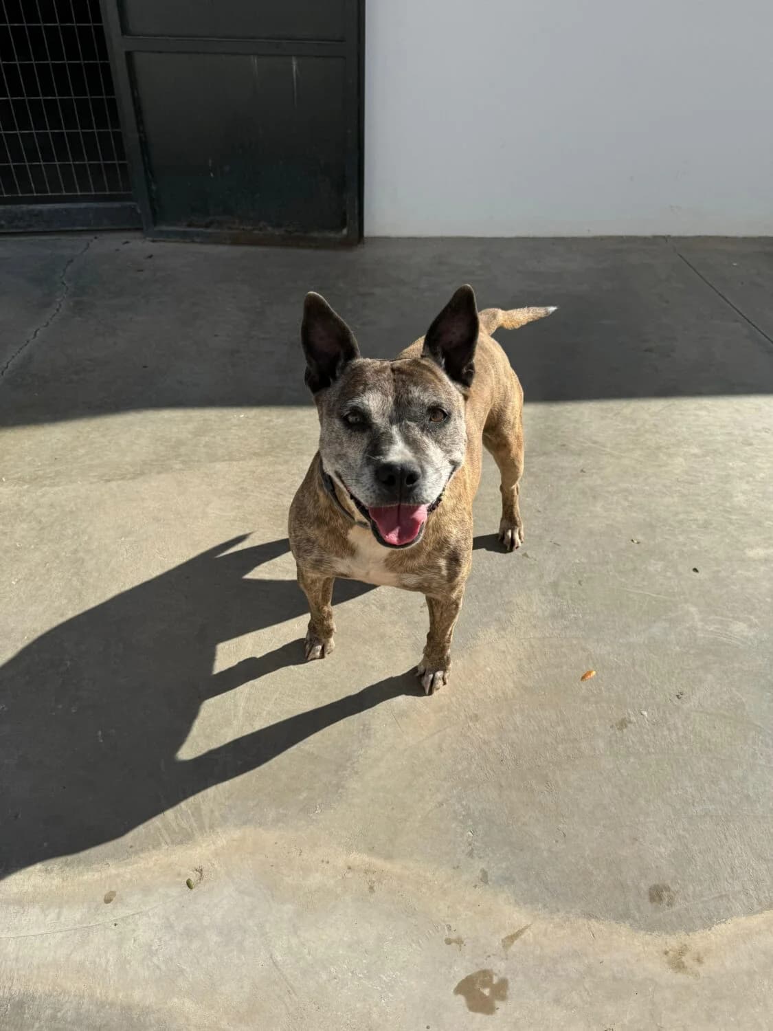 India, female Pit Bull Terrier for adoption at UPRODEA (Unión Protectora de Animales)