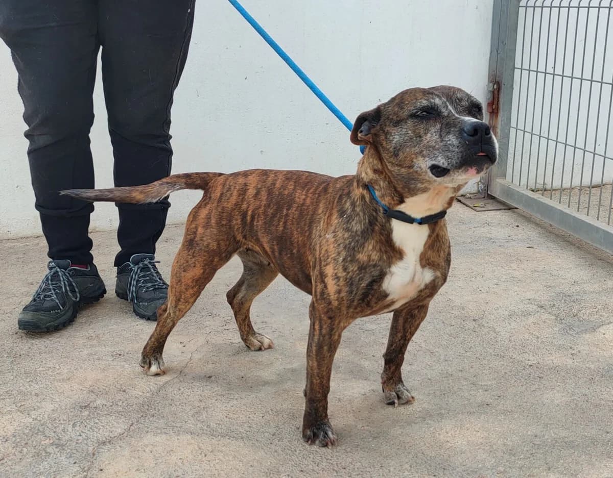 India, female Pit Bull Terrier for adoption at UPRODEA (Unión Protectora de Animales) — photo 2 of 11