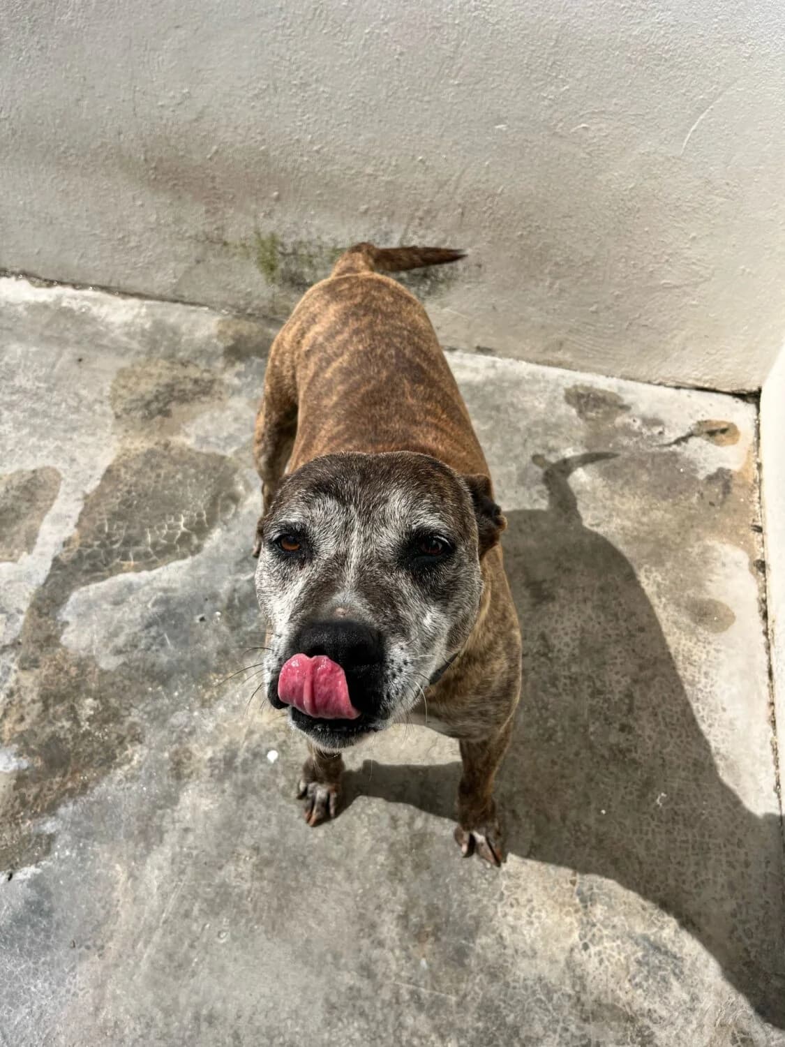 India, female Pit Bull Terrier for adoption at UPRODEA (Unión Protectora de Animales) — photo 3 of 11