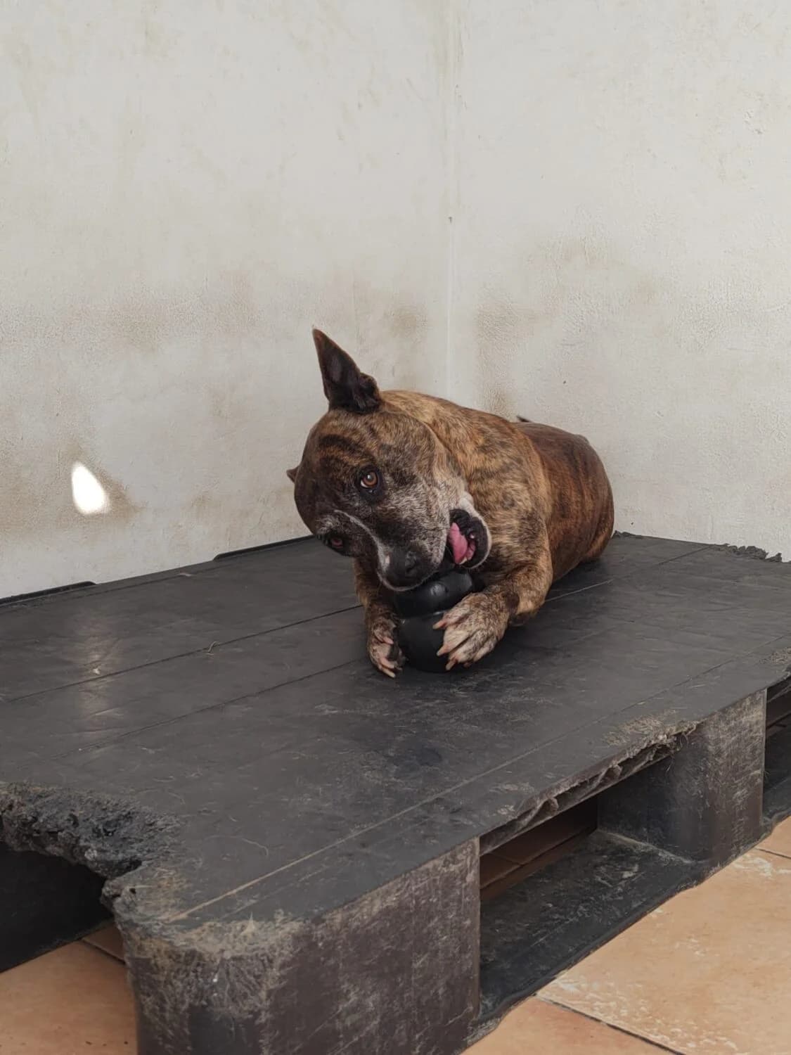 India, female Pit Bull Terrier for adoption at UPRODEA (Unión Protectora de Animales) — photo 4 of 11