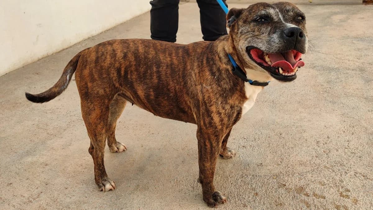 India, female Pit Bull Terrier for adoption at UPRODEA (Unión Protectora de Animales) — photo 5 of 11