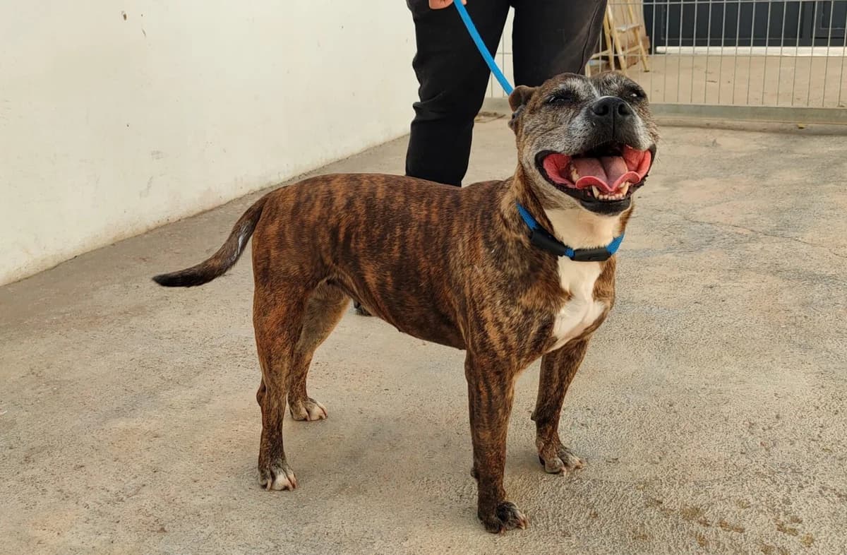 India, female Pit Bull Terrier for adoption at UPRODEA (Unión Protectora de Animales) — photo 6 of 11