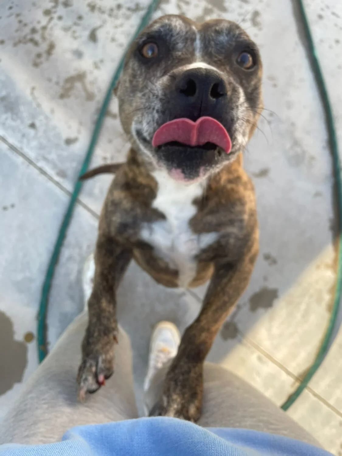 India, female Pit Bull Terrier for adoption at UPRODEA (Unión Protectora de Animales) — photo 7 of 11