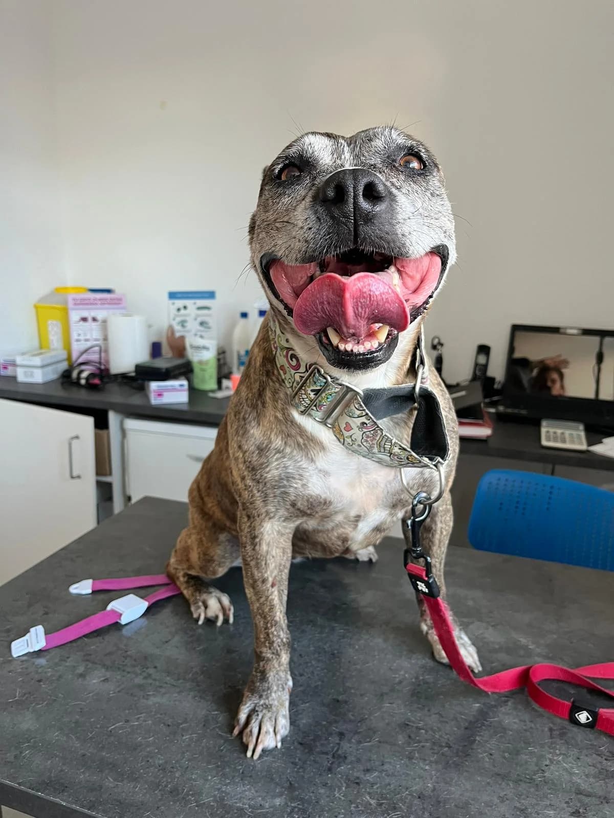 India, female Pit Bull Terrier for adoption at UPRODEA (Unión Protectora de Animales) — photo 8 of 11
