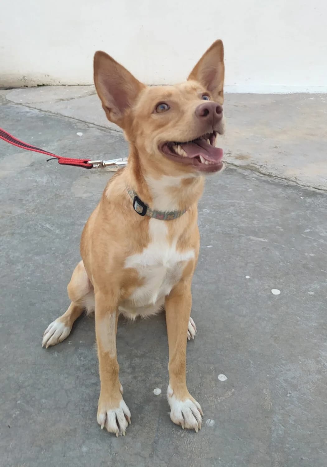 Julia, female 3yo mixed breed for adoption at UPRODEA (Unión Protectora de Animales)